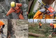 봄에 나무 가지치기