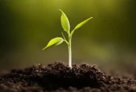 4월 토마토 따기에 좋은 날씨