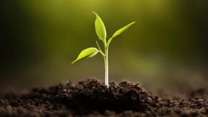 4월 토마토 따기에 좋은 날씨